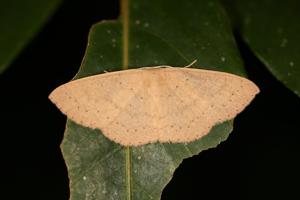 Cyclophora obstataria