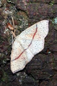 Cyclophora punctaria