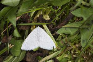 Lomographa margarita