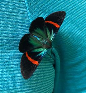 utils/thumbs/Geometridae/Milionia_mAD7qRvDkZHKgEB2NcWcvB.jpg