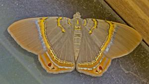 utils/thumbs/Geometridae/Phrygionis_SYRa6VezWPvuugndYDcrec.jpg