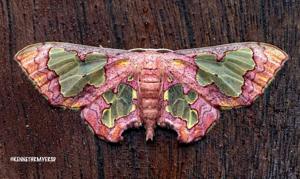 utils/thumbs/Geometridae/Pseudasellodes_8xRbknjiM4jgZvsnEKC94Q.jpg