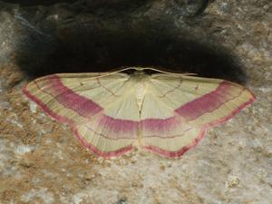 Rhodostrophia vibicaria