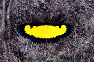 Xanthyris flaveolata