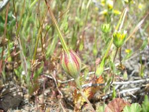 utils/thumbs/Geraniaceae/California_8AeWCSvspYKrrnTcJcXe65.jpg