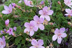 Erodium paularense