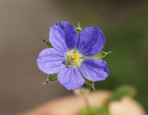 Erodium crinitum