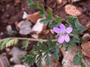 Erodium acaule
