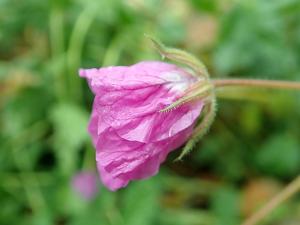 Erodium manescavi