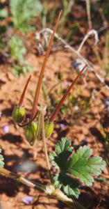 Erodium crinitum