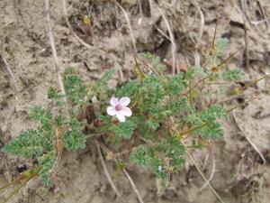 Erodium lebelii