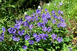 Geranium ibericum