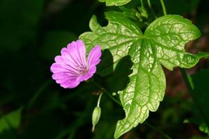 utils/thumbs/Geraniaceae/Geranium_S5mEXdSiKVEmFVqy3B9V22.jpeg