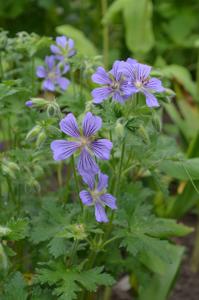 Geranium ibericum