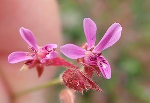 Pelargonium grossularioides
