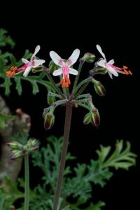 Pelargonium laxum