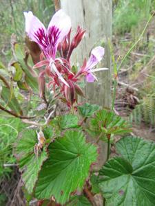 Pelargonium cordifolium