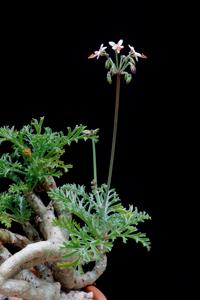 Pelargonium laxum