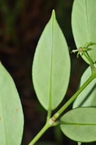 Aeschynanthus acuminatus