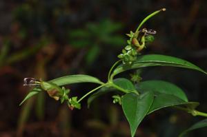 Aeschynanthus acuminatus
