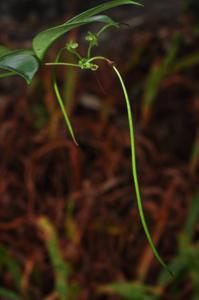 Aeschynanthus acuminatus
