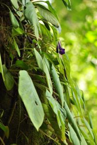 Chayamaritia smitinandii