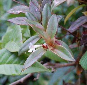 Codonanthopsis crassifolia