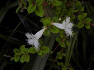 Alsobia dianthiflora