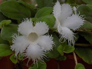 Alsobia dianthiflora