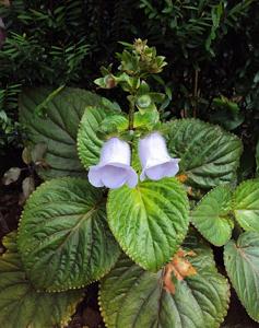 Gloxinia perennis
