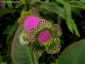Kohleria warszewiczii