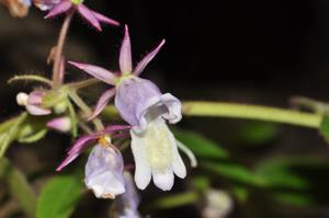 Ornithoboea grandiflora