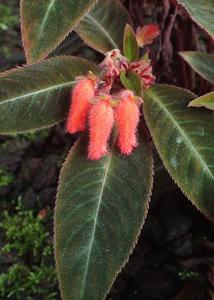 utils/thumbs/Gesneriaceae/Pearcea_gQKeKAsS76LVcwpthvXVuU.jpg