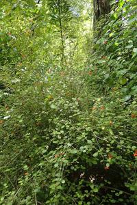 Rhabdothamnus solandri