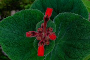 Sinningia cardinalis