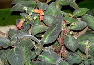 utils/thumbs/Gesneriaceae/Smithiantha_VhAfAQresaJgginubcK86t.jpg