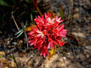 Anthotium rubriflorum