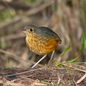 utils/thumbs/Grallariidae/Cryptopezus_d7bjouLvTiPLguWyEBaaDH.jpg