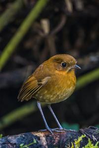 Grallaria rufula