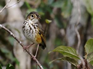 Hylopezus ochroleucus