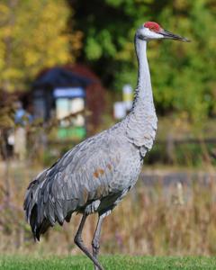 Antigone canadensis
