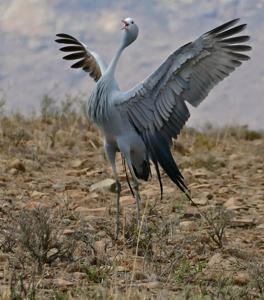 Grus paradisea