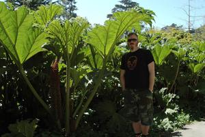 Gunnera tinctoria