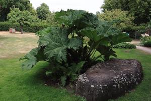 Gunnera macrophylla