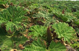 Gunnera tinctoria