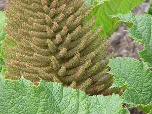 Gunnera tinctoria