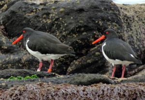 Haematopus chathamensis