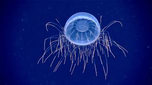 utils/thumbs/Halicreatidae/Halitrephes_45FwQmfksR24QDAmfGMSoG.jpg