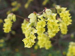 utils/thumbs/Hamamelidaceae/Corylopsis_Q8fg5cEwKA6gHqiG2dDSRT.jpg