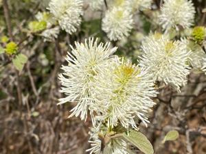 Fothergilla gardenii